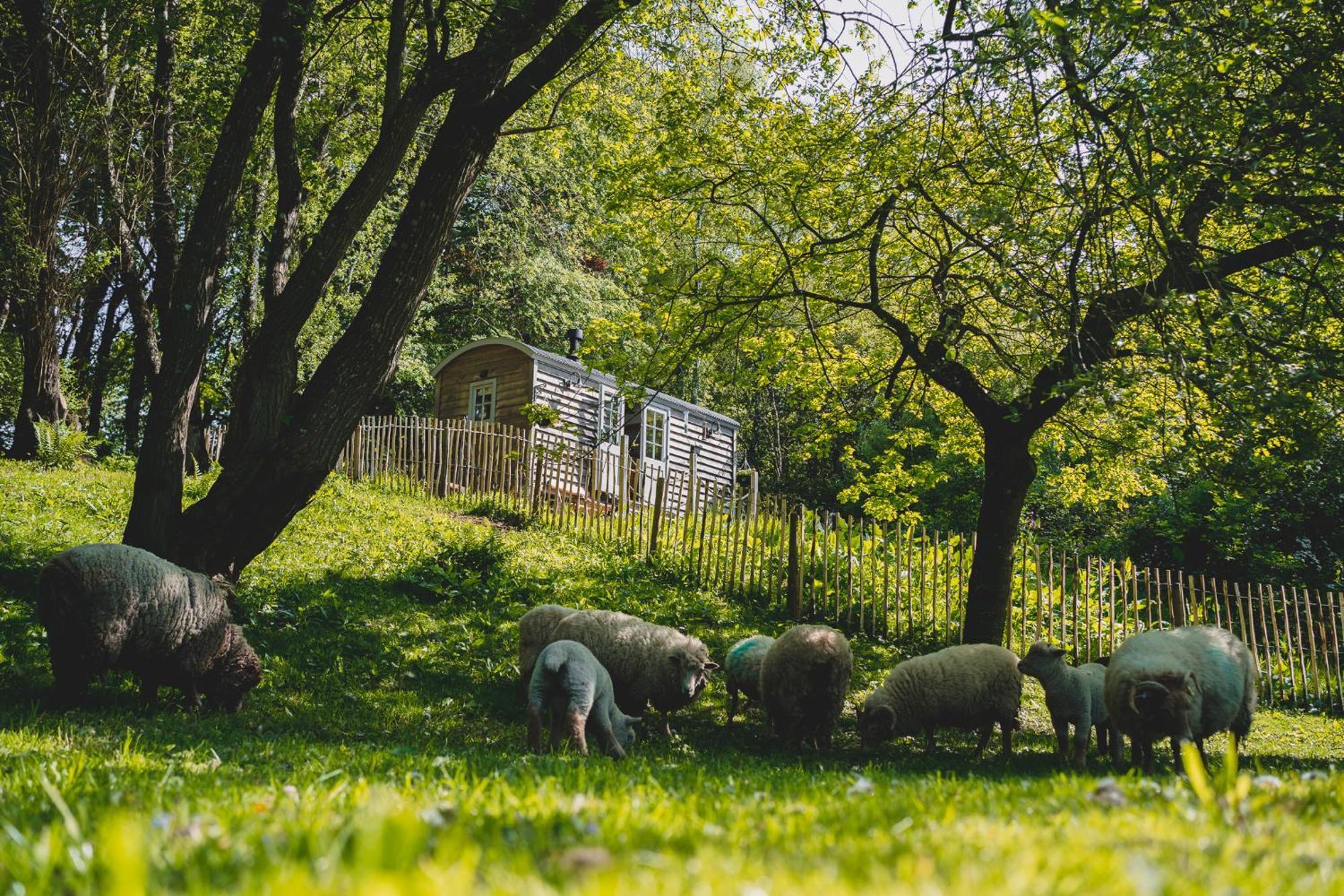 Hotel Somerset Shepherds Huts Winsham Exterior foto